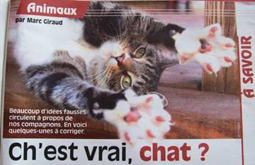 chattvhebdo.jpg