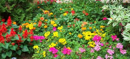 fleurs.jpg