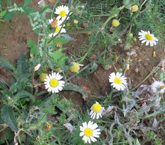 daisiesallee.jpg