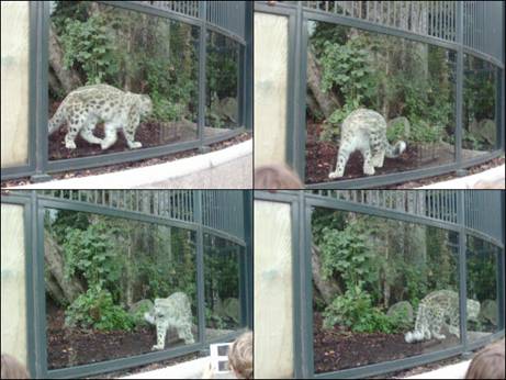 snowleopard.jpg
