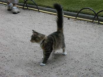 Young cat on a leash in Place Santiago du Chili