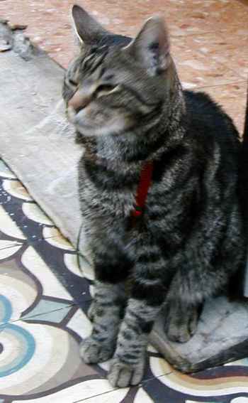 Cat who helps keep shop in the 9th arrondisement.