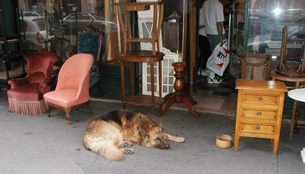 Dog sleepily greets customers at antique shop.