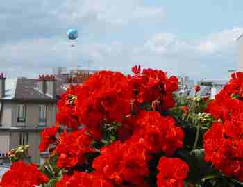 Geraniums on our balcony, hot air balloon in the background.