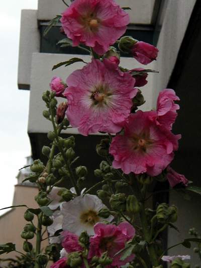 Hollyhocks
