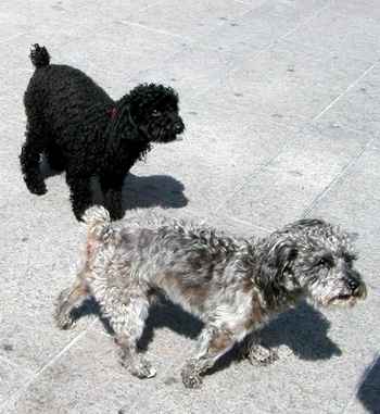 Dogs who accosted us in the Place de la Republique in Chalons-en-Champagne.