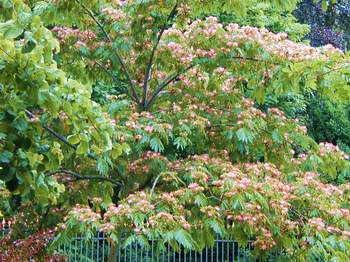 Mimosa in bloom.