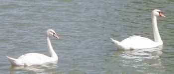 Swans on the river Marne.