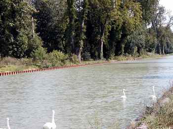 swansurmarne.jpg (14712 bytes)